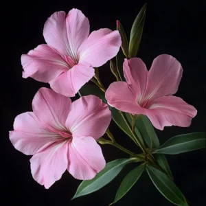 Oleander